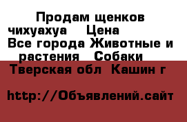 Продам щенков чихуахуа  › Цена ­ 10 000 - Все города Животные и растения » Собаки   . Тверская обл.,Кашин г.